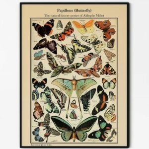 Papillons Butterfly Knowledge Canvas