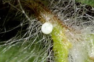 Acmon Blue Butterfly Eggs