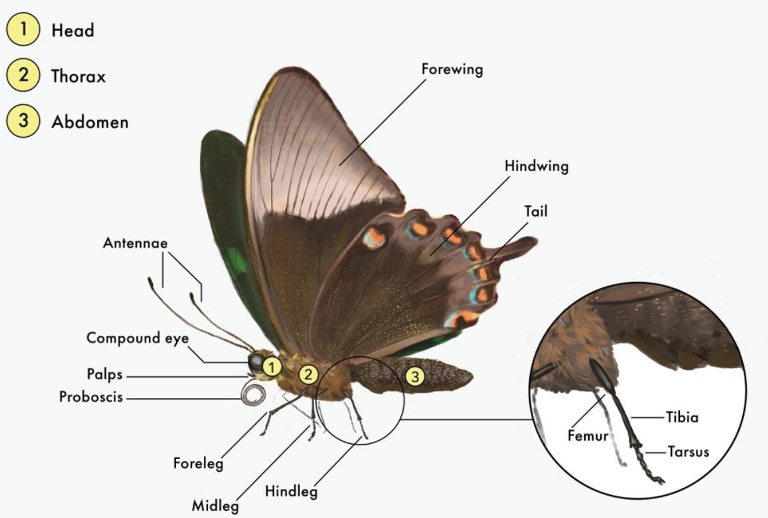 Anatomy of Butterfly
