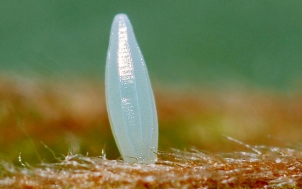 Brimstone Butterfly Eggs
