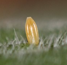 Cabbage White Butterfly Eggs