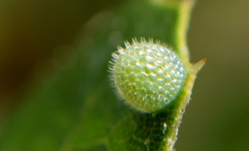 California Sister Butterfly Eggs