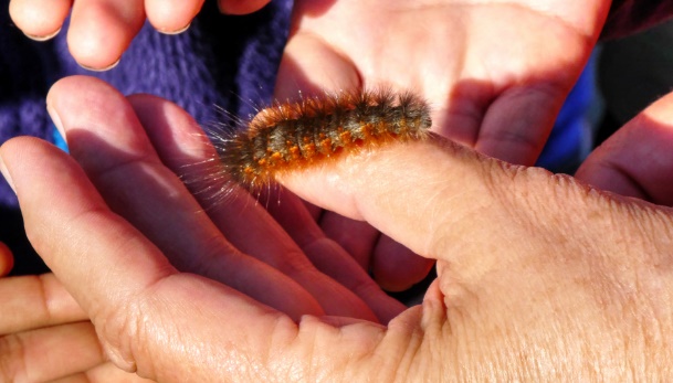 Caterpillars contain toxins
