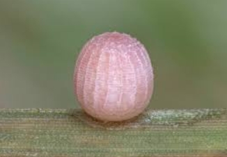 Common Wood-Nymph Butterfly Eggs
