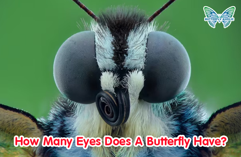 How Many Eyes Does A Butterfly Have