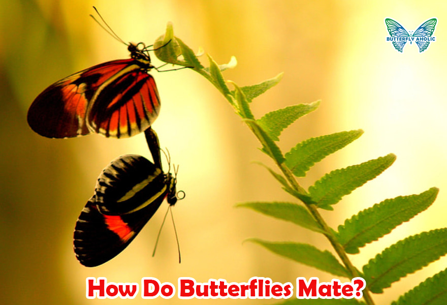 How do butterflies mate