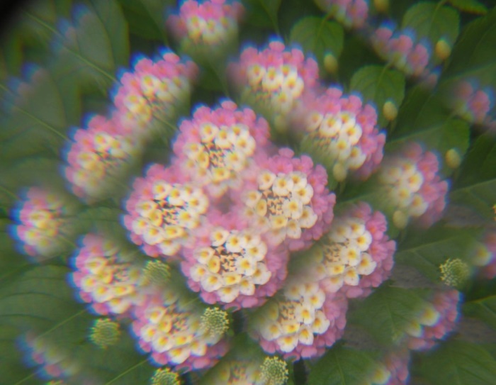 Lantana flowers as seen through a compound eye
