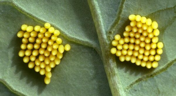 What Do Butterfly Eggs Look Like? 15 Common Butterfly Eggs | Butterfly ...