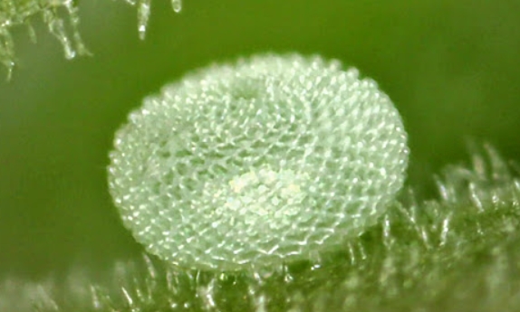 Marine Blue Butterfly Eggs