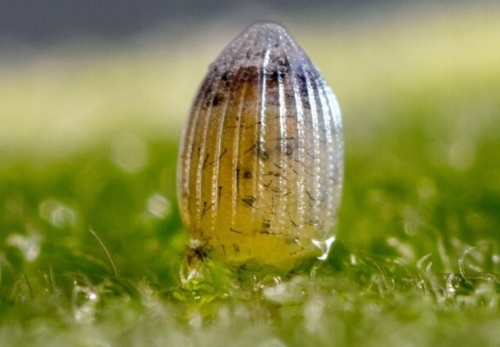 What Do Butterfly Eggs Look Like? 15 Common Butterfly Eggs | Butterfly ...