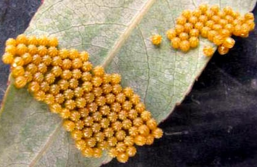 What Do Butterfly Eggs Look Like? 15 Common Butterfly Eggs | Butterfly ...