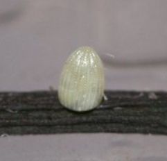 Queen Butterfly Eggs