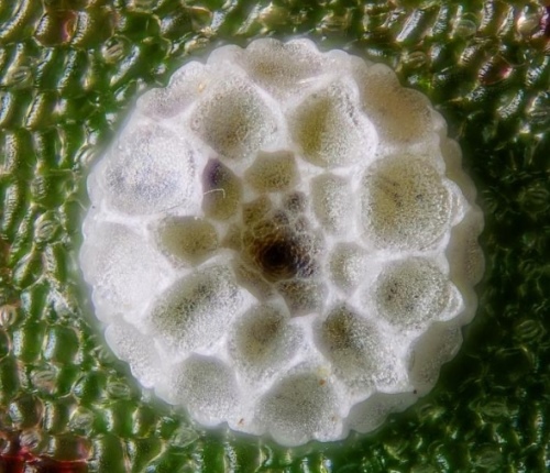 Small Copper Butterfly Eggs