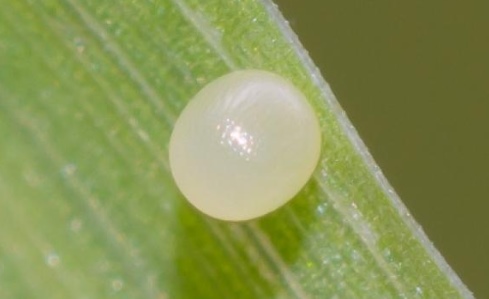 Speckled Wood Butterfly Eggs