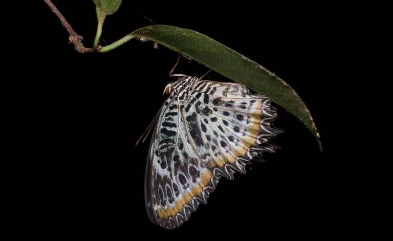 Tamil Lacewing butterfly resting at night - by John Sullivan