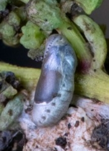 Western Pygmy Blue larva in 1 week