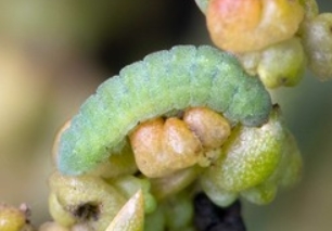 Western Pygmy Blue larva