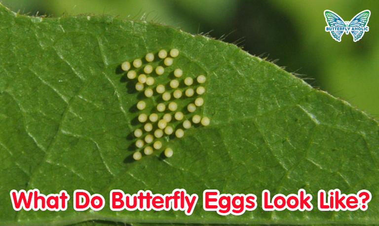 What Do Butterfly Eggs Look Like? 15 Common Butterfly Eggs | Butterfly ...