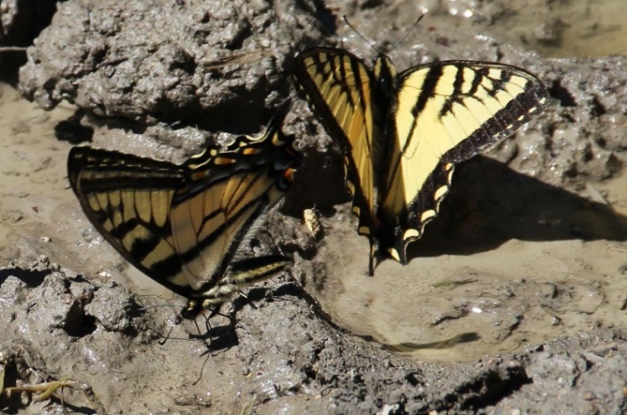 butterfly eat Wet Soil