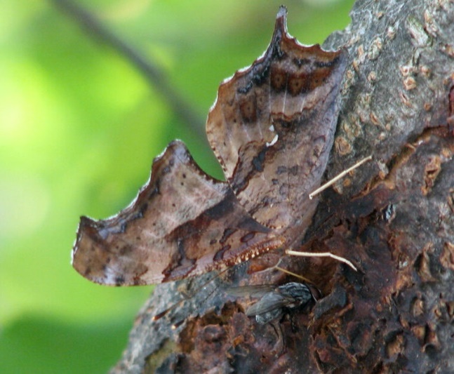 butterfly eat tree sap
