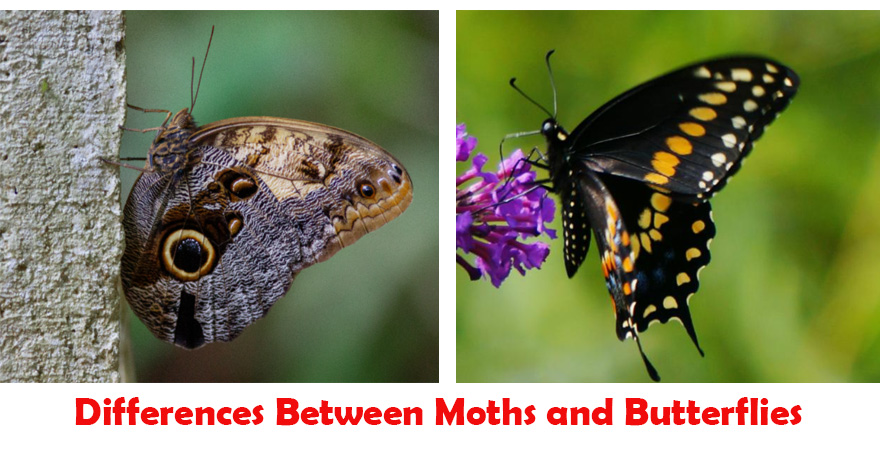 Differences Between Moths and Butterflies